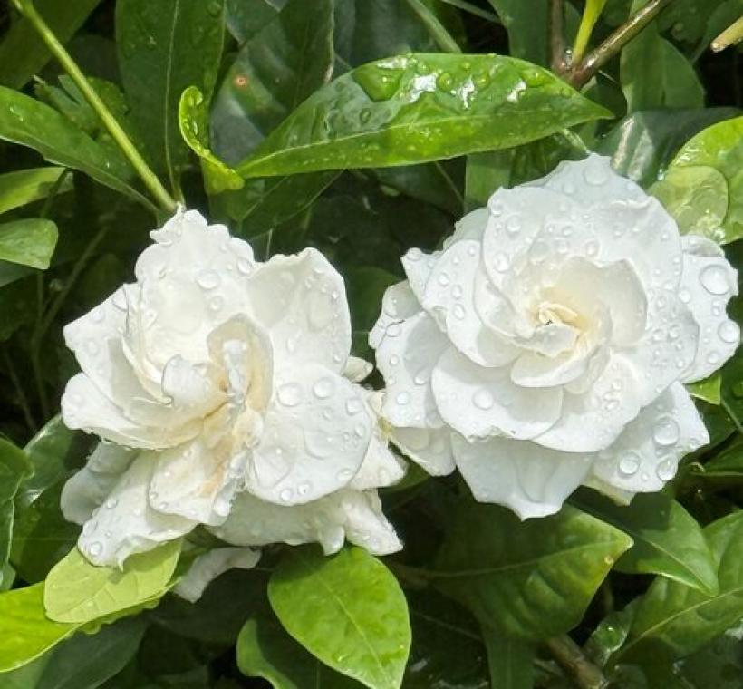 梔子花馥郁的香氣，也為園區注入一抹清新氣息。