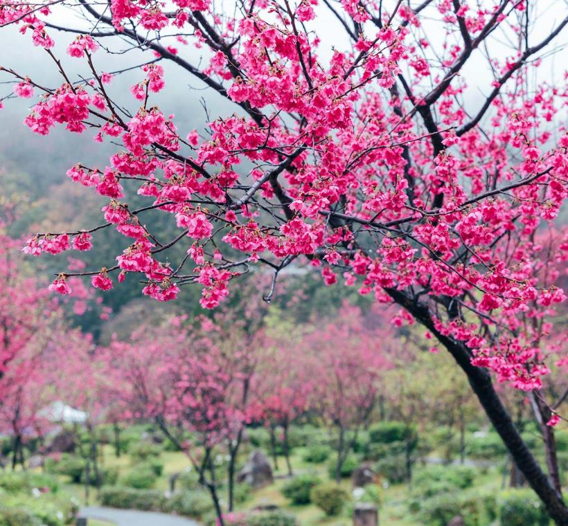 櫻花溪流區山櫻花滿開