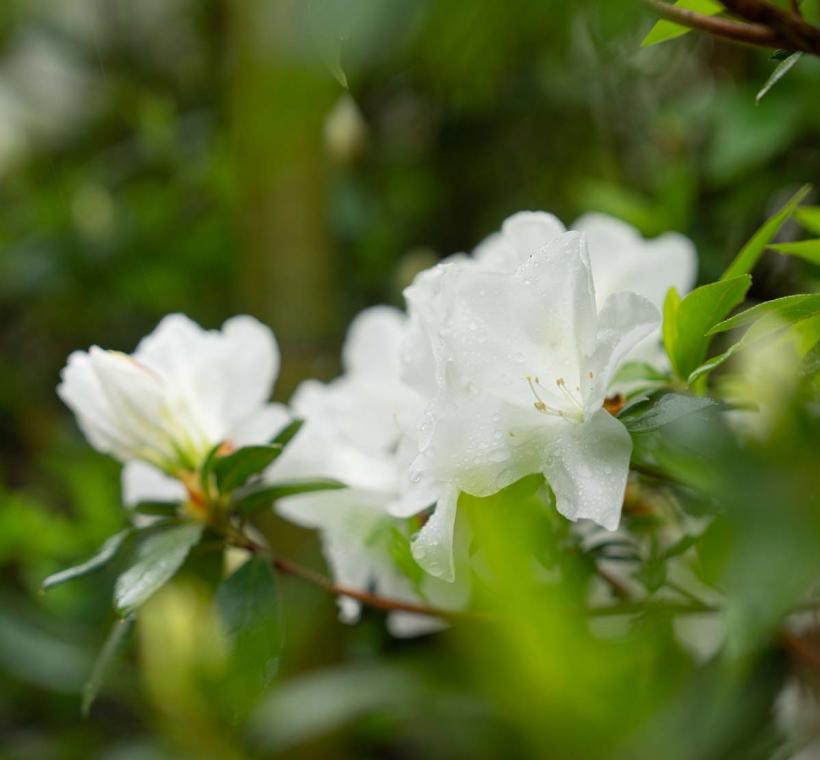 清新脫俗白色花瓣的「白琉球杜鵑」 