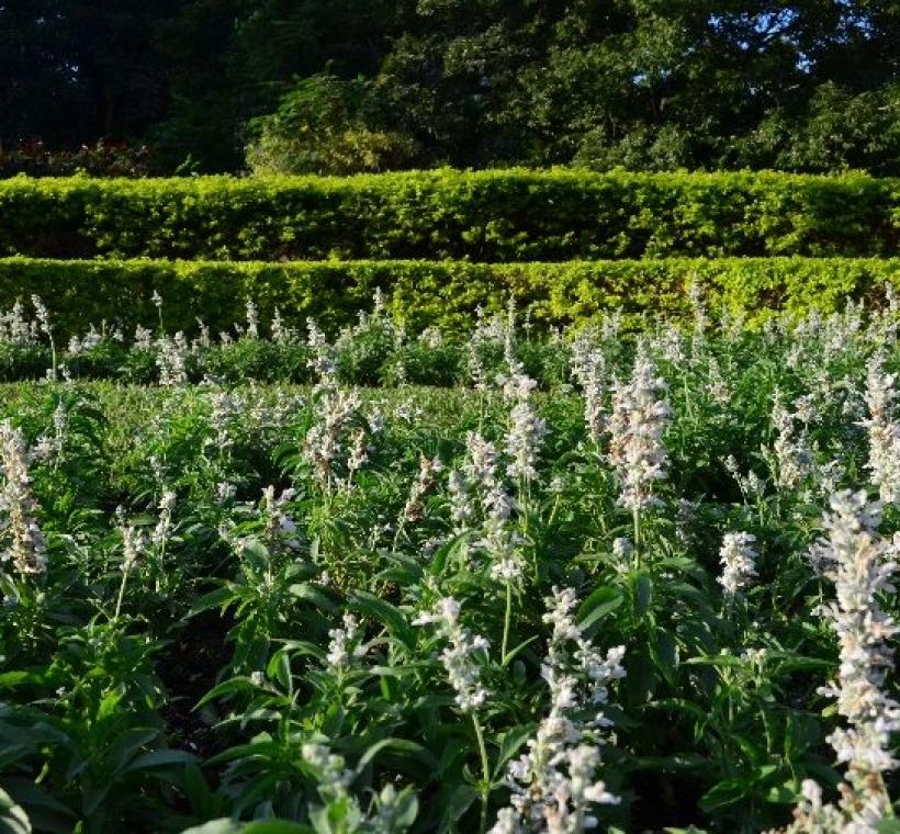 仁愛圓環選用白色系粉萼鼠尾草