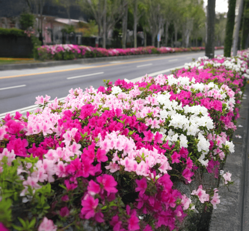 城南賞花路線，台北市街道也被粉色、白色的杜鵑妝點，增添繽紛氣息（攝於仁愛路一段）