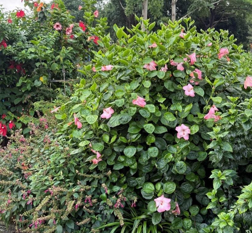 花海區開了許多種顏色的扶桑花。