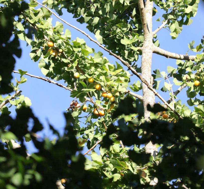 九月的銀杏樹上，綠葉間掛滿金黃飽滿的果實。