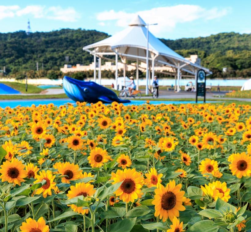 大佳河濱花海(攝影:曹正邦)