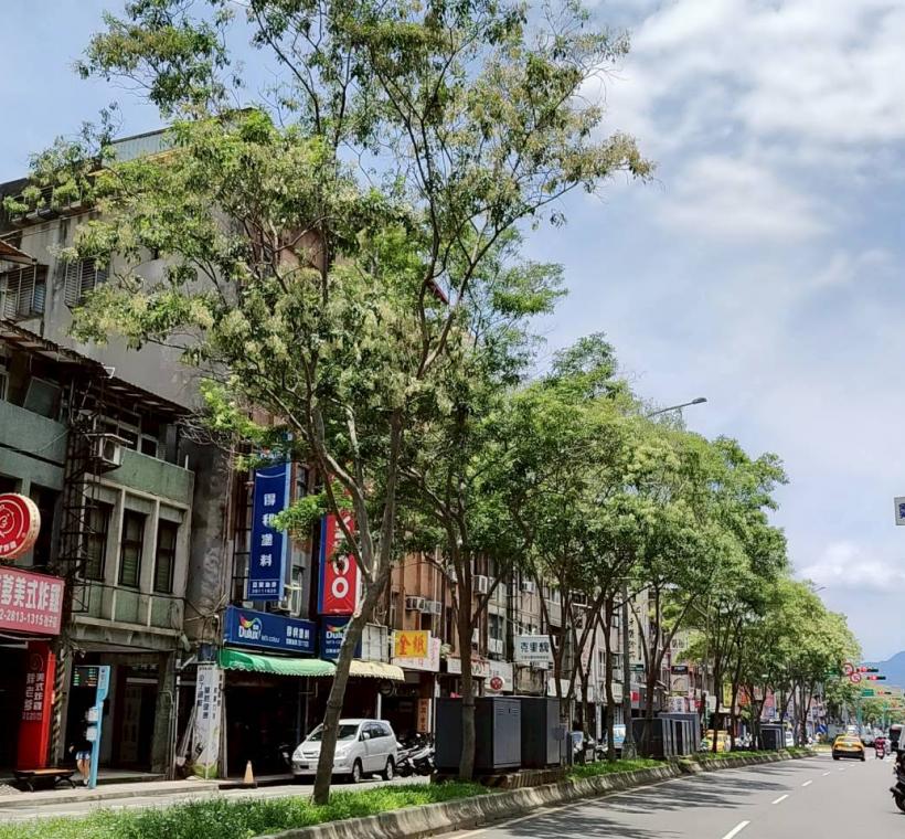 延平北路5段中央分隔島的光臘樹成為街道上特色風景