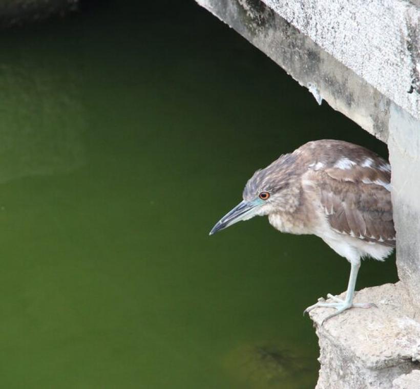 青年公園常常見到準備覓食的夜鷺