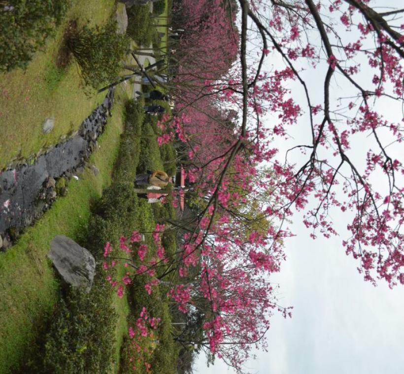 陽明公園櫻花溪流區(拍攝日期114年2月6日)