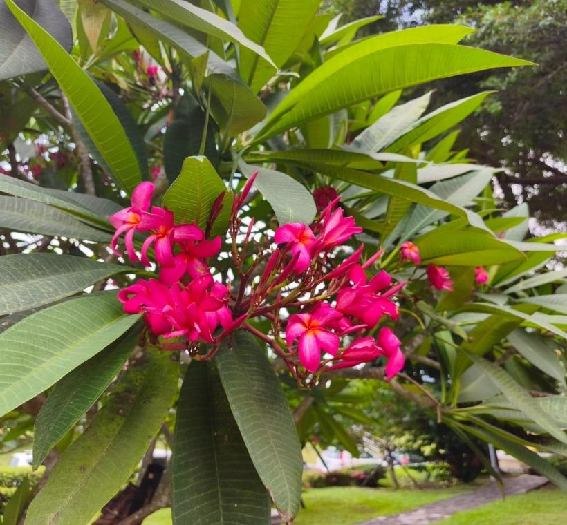 雞蛋花紅花品種則如晚霞般熱情絢麗，花朵綻放枝頭、清香隨風飄散，吸引不少民眾駐足欣賞、拍照留念