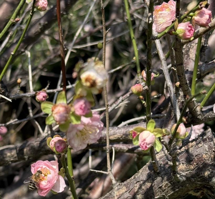 粉紅色的重瓣梅花吸引蜜蜂採蜜