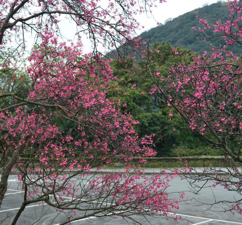 第二停車場八重櫻花(拍攝日期114年2月6日)