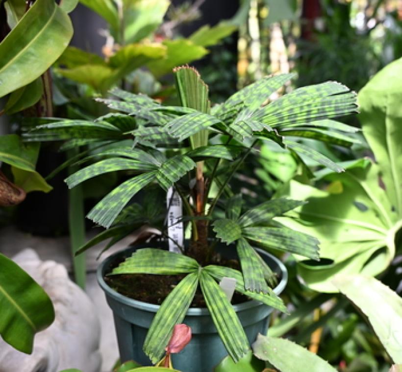 葉子帶有斑紋的雨林椰子(花斑刺軸櫚)