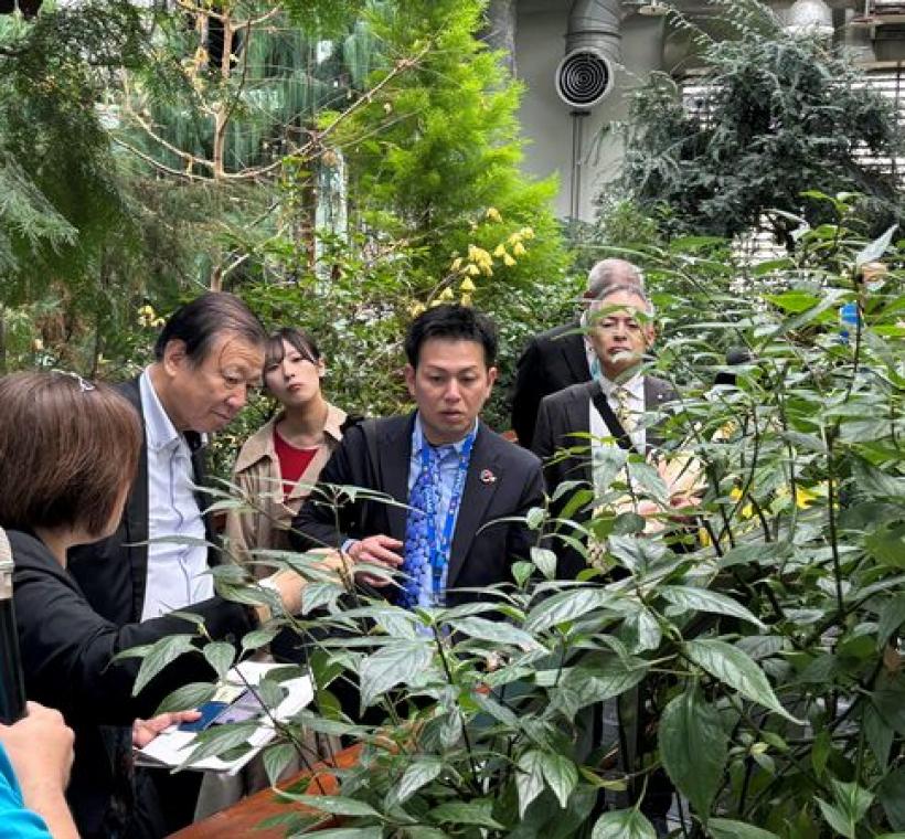 臺北典藏植物園志工介紹台灣青莢葉。