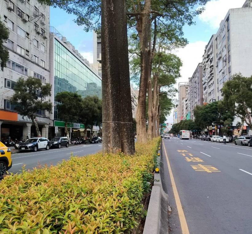 長紅木是都市景觀中相當具有特色的彩葉植物(和平東路)