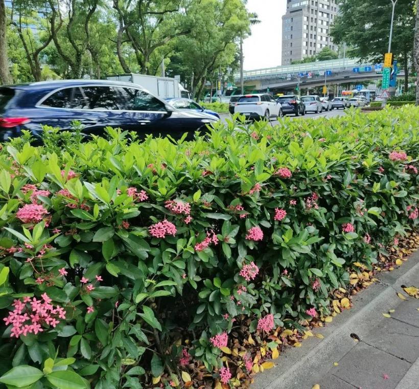 仁愛路3段宮粉仙丹迎風盛放，彷彿將夏日的熱情凝聚成一團團絢麗花火，在道路分隔島、綠帶及街角綠地綻放耀眼光彩