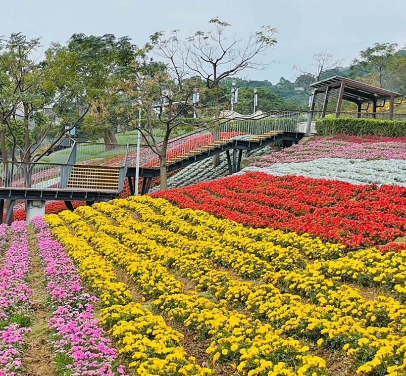 2024三層崎花海，一串紅、四季秋海棠