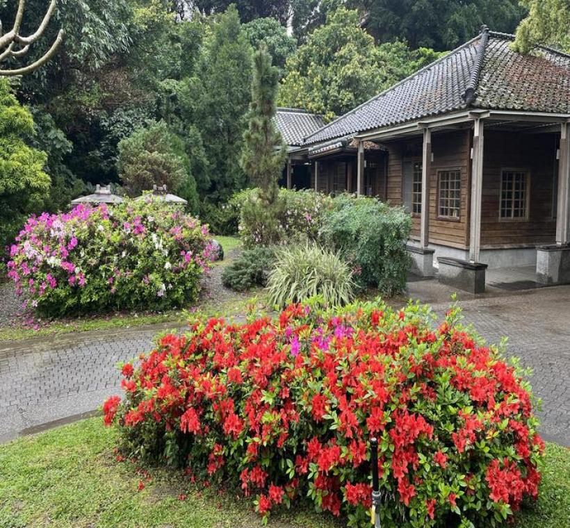 花博公園園山園區杜鵑花景-五福杜鵑(照片攝於1150310)