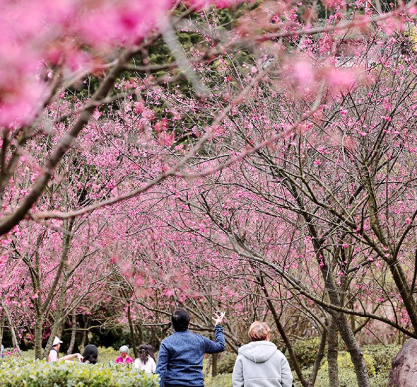 2026陽明山花季櫻花滿開