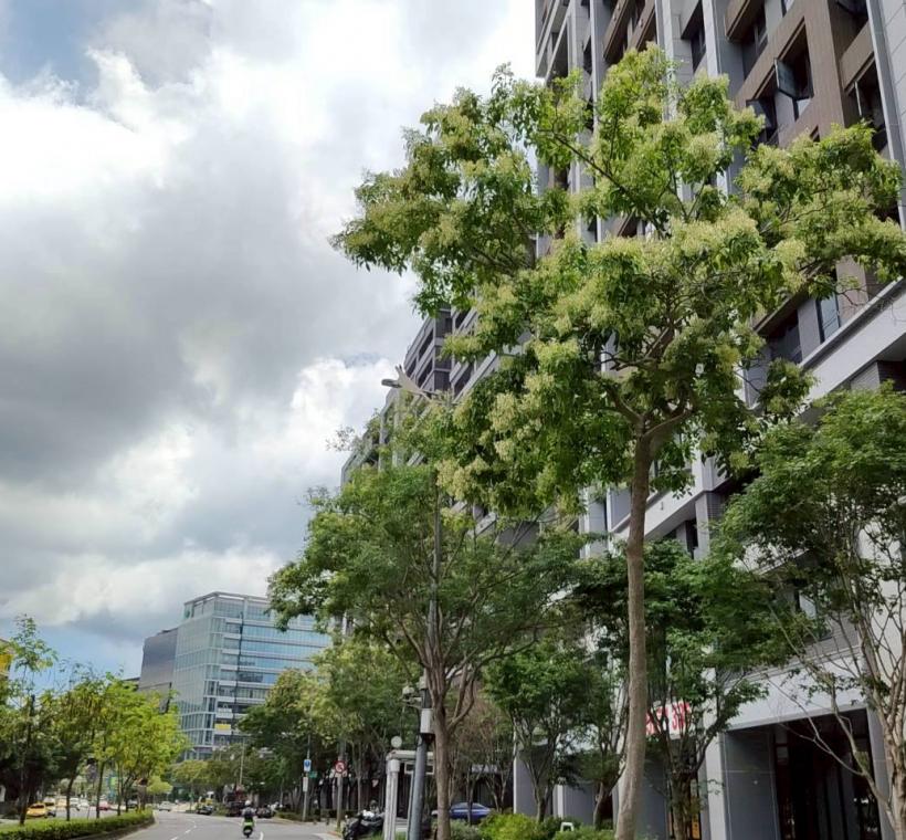 行善路人行道的光臘樹大片樹冠在藍天下舒展，為新社區帶來旺盛生機