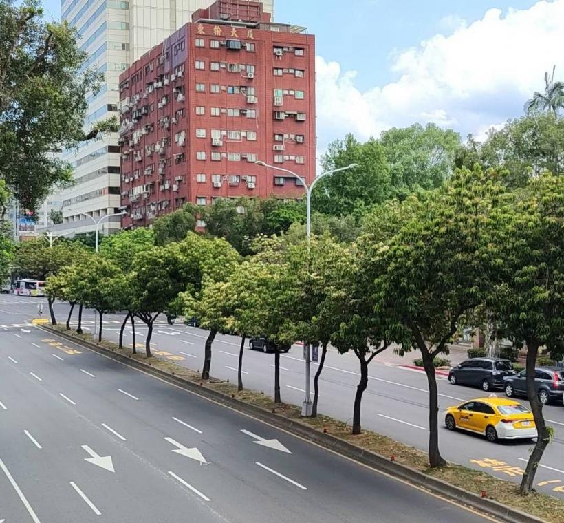 (圖5) 走進和平東路二段，從新生南路至復興南路之間的中央分隔島，一株株錫蘭橄欖正悄然綻放細緻潔白的小花