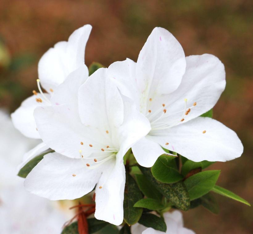 白琉球杜鵑是整片艷麗杜鵑花海中的獨特存在，白色花瓣中、花心帶有青黃色斑點。