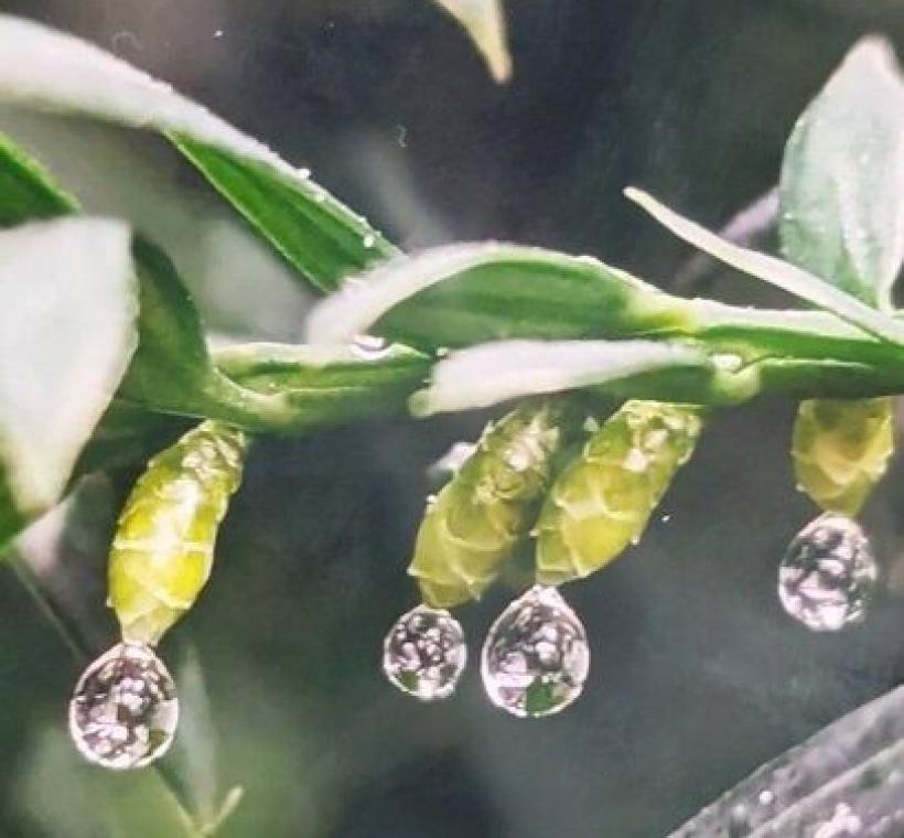 紅豆杉雌毬頂端一枚胚珠及授粉滴(志工陳中和拍攝)。