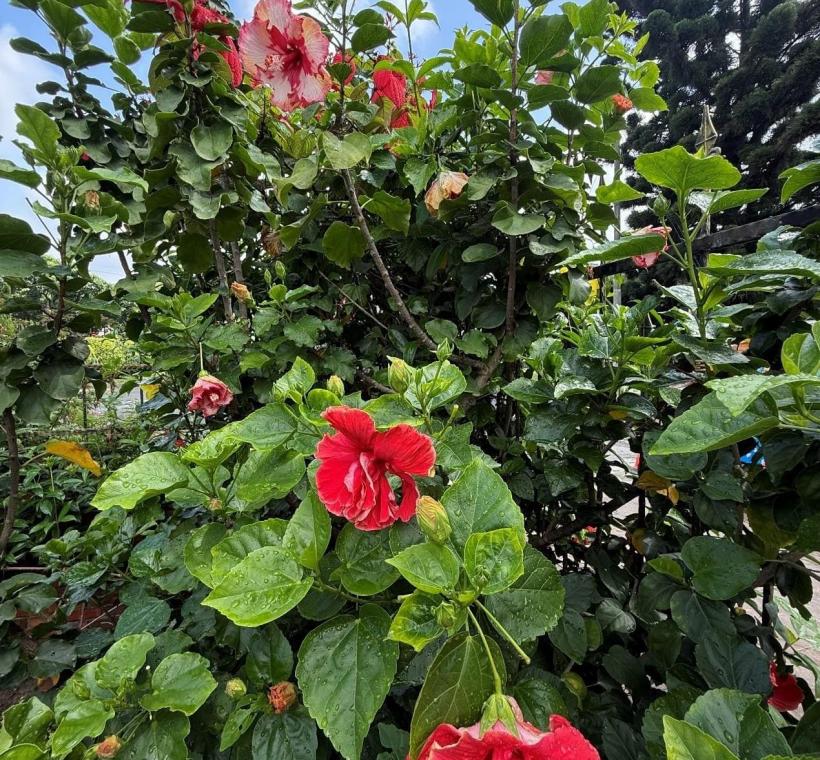 走進花海區，繽紛扶桑花迎風盛放，宛如灑落花園的一抹南國浪漫。