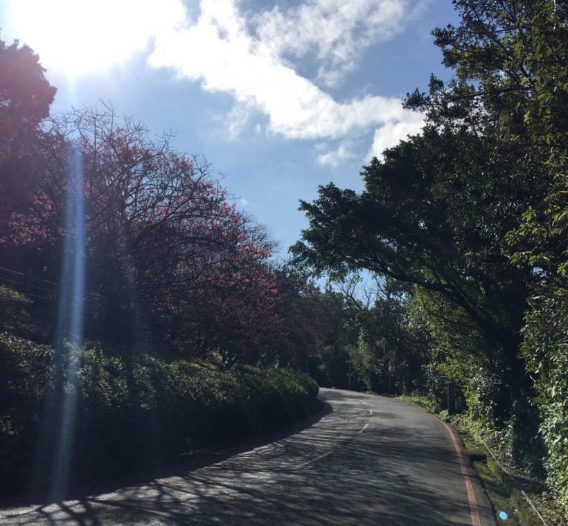 湖山路二段山櫻