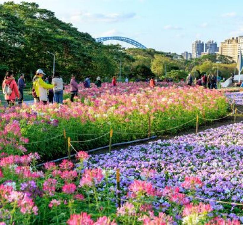 以數十萬盆粉、淺紫、白色系草花營造粉色浪漫