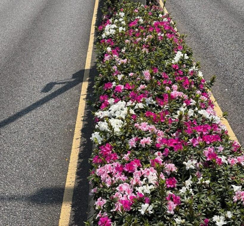 和平西路上的杜鵑花叢，在春光的照耀下愈發顯得明媚動人
