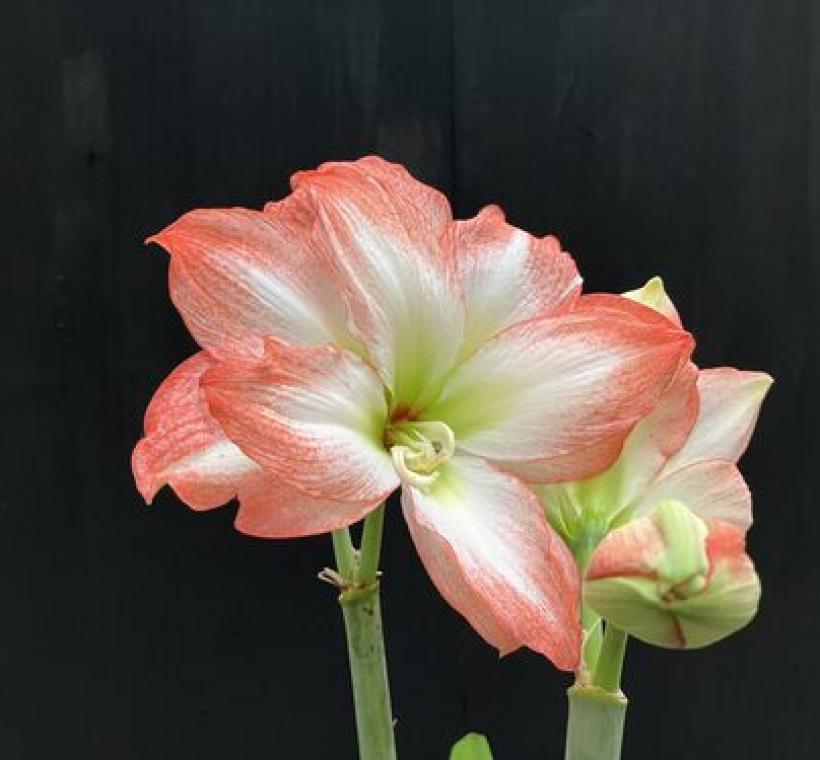 擁有粉金光暈花瓣的「太陽神」孤挺花