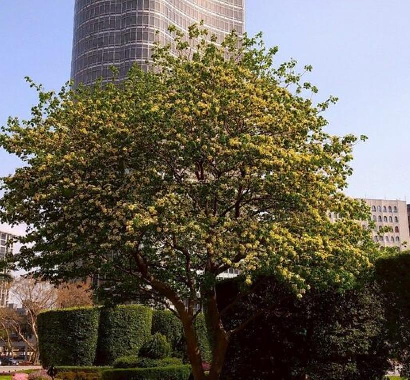春末仁愛圓環加羅林魚木是臺北市特色街景