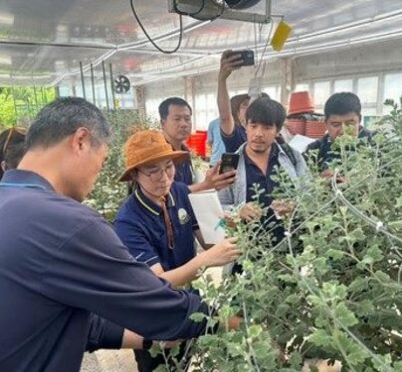 泰國皇家計畫基金會與公園處共同交換大立菊栽培的經驗