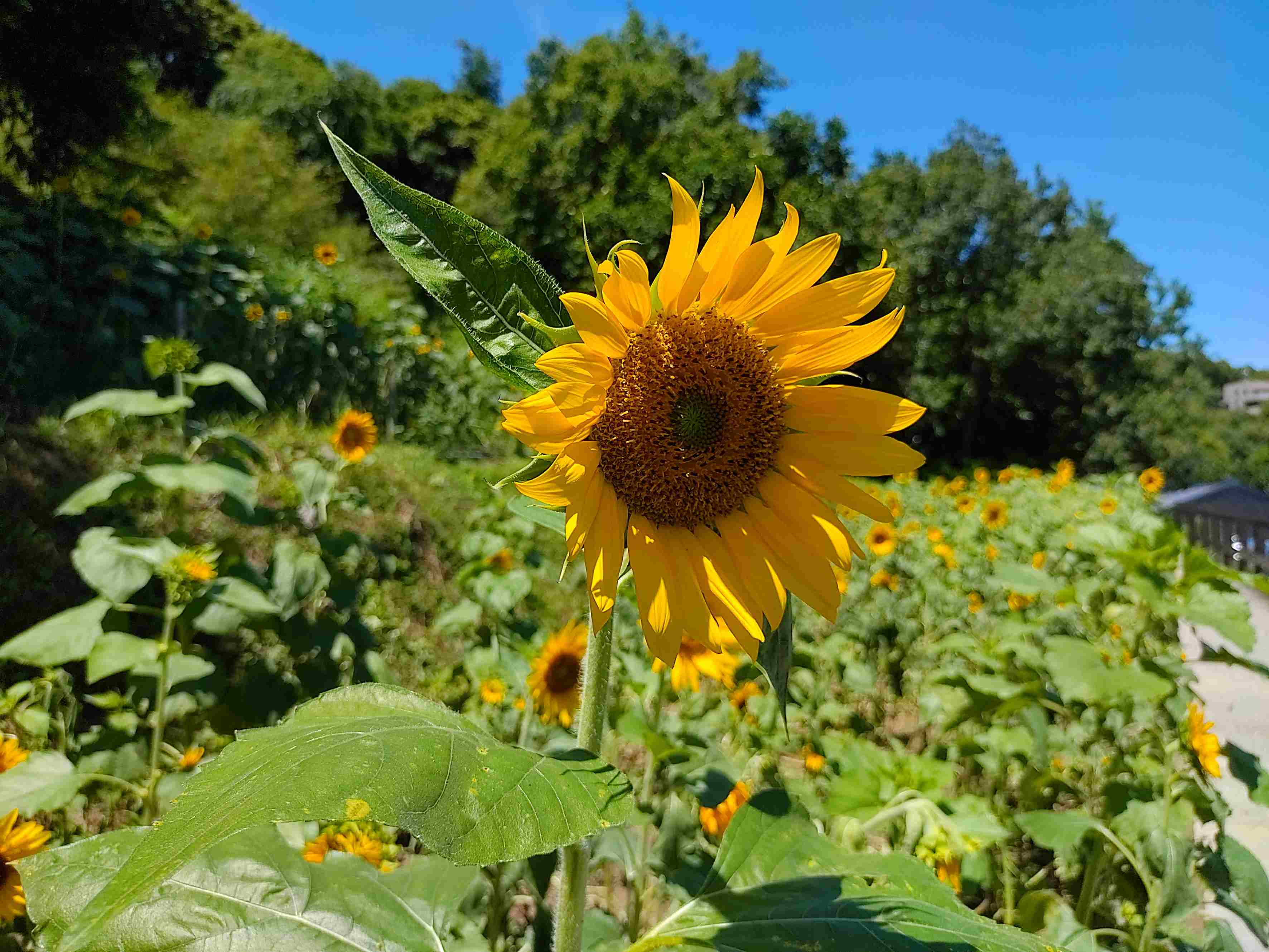 北投富士櫻盛開  順遊奇岩4號綠地賞花賞果趣