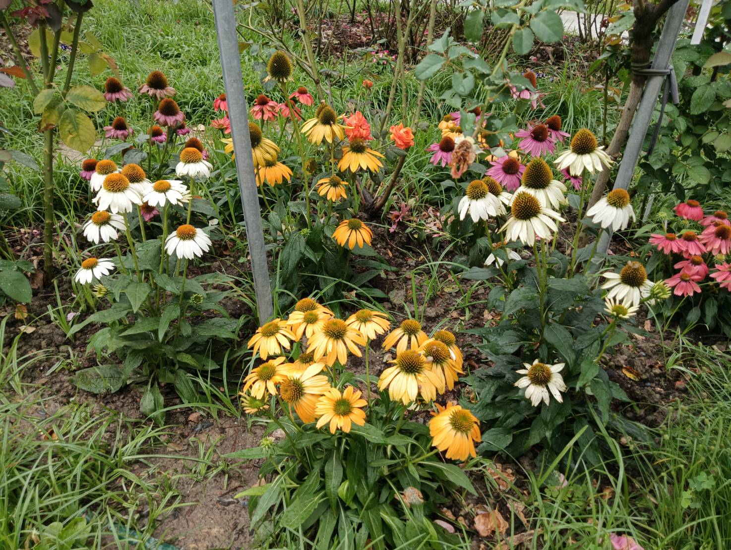 玫瑰園夏季百花宴 賞花、賞樹一站式滿足