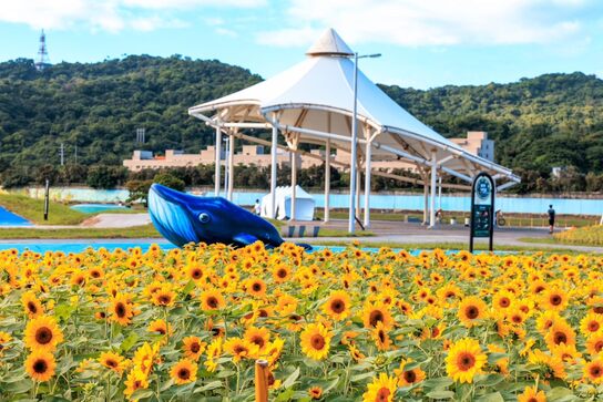 大佳河濱花海 康芮颱風前花況