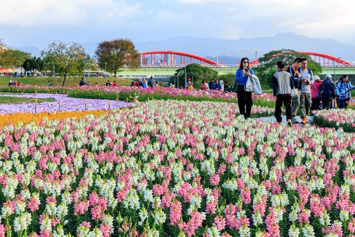 古亭河濱公園花海